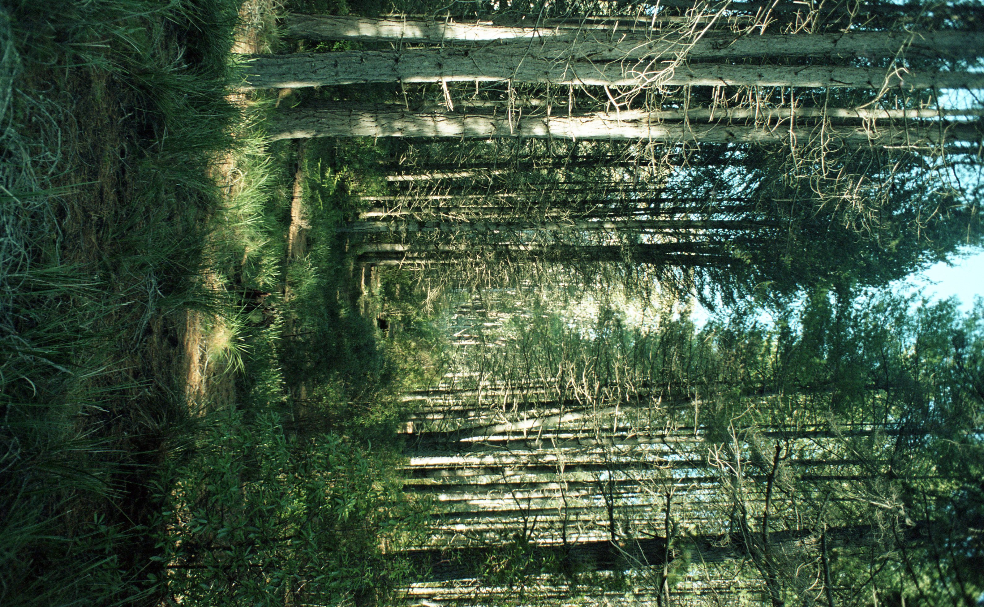 pineforest