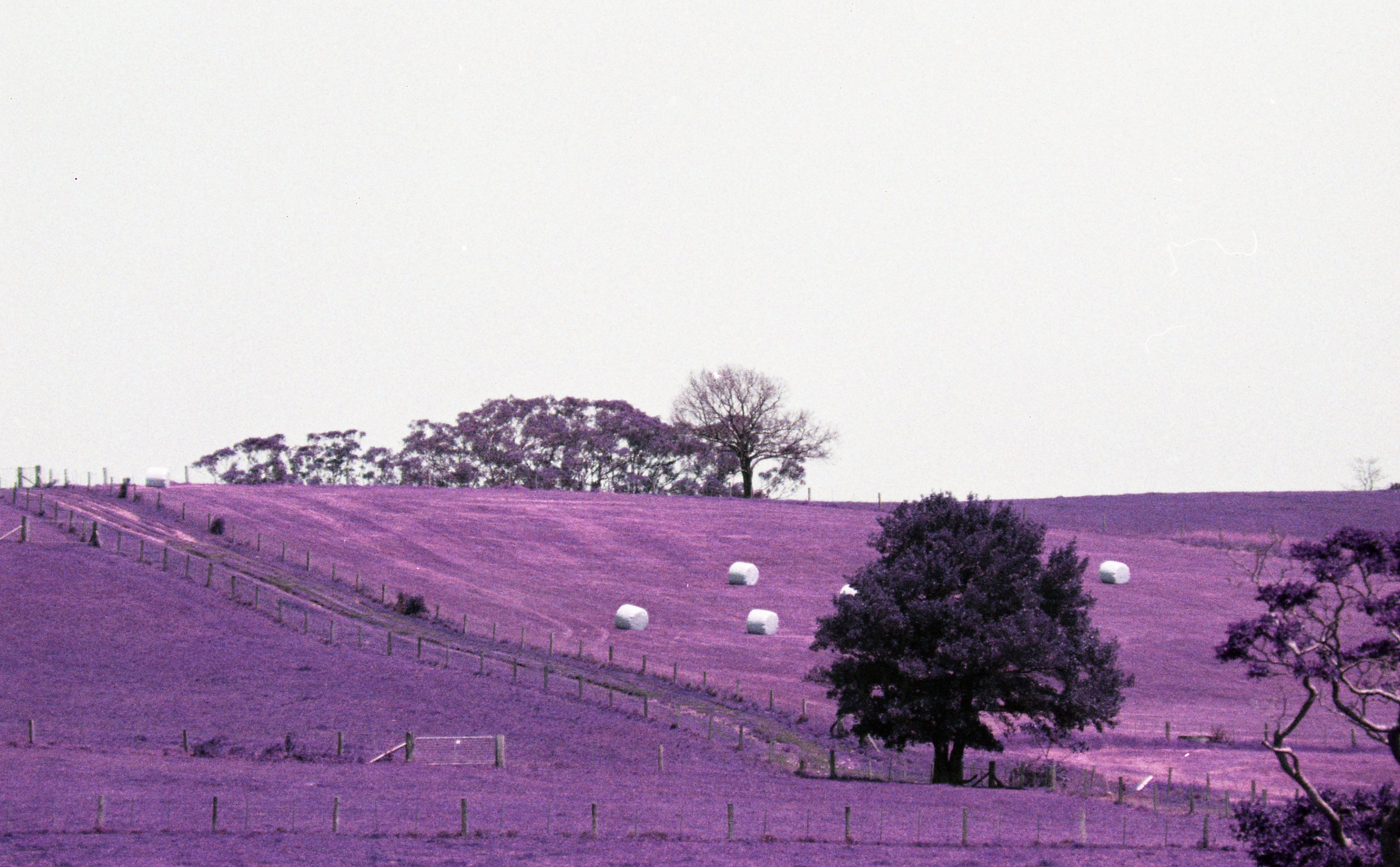 purplehaybales