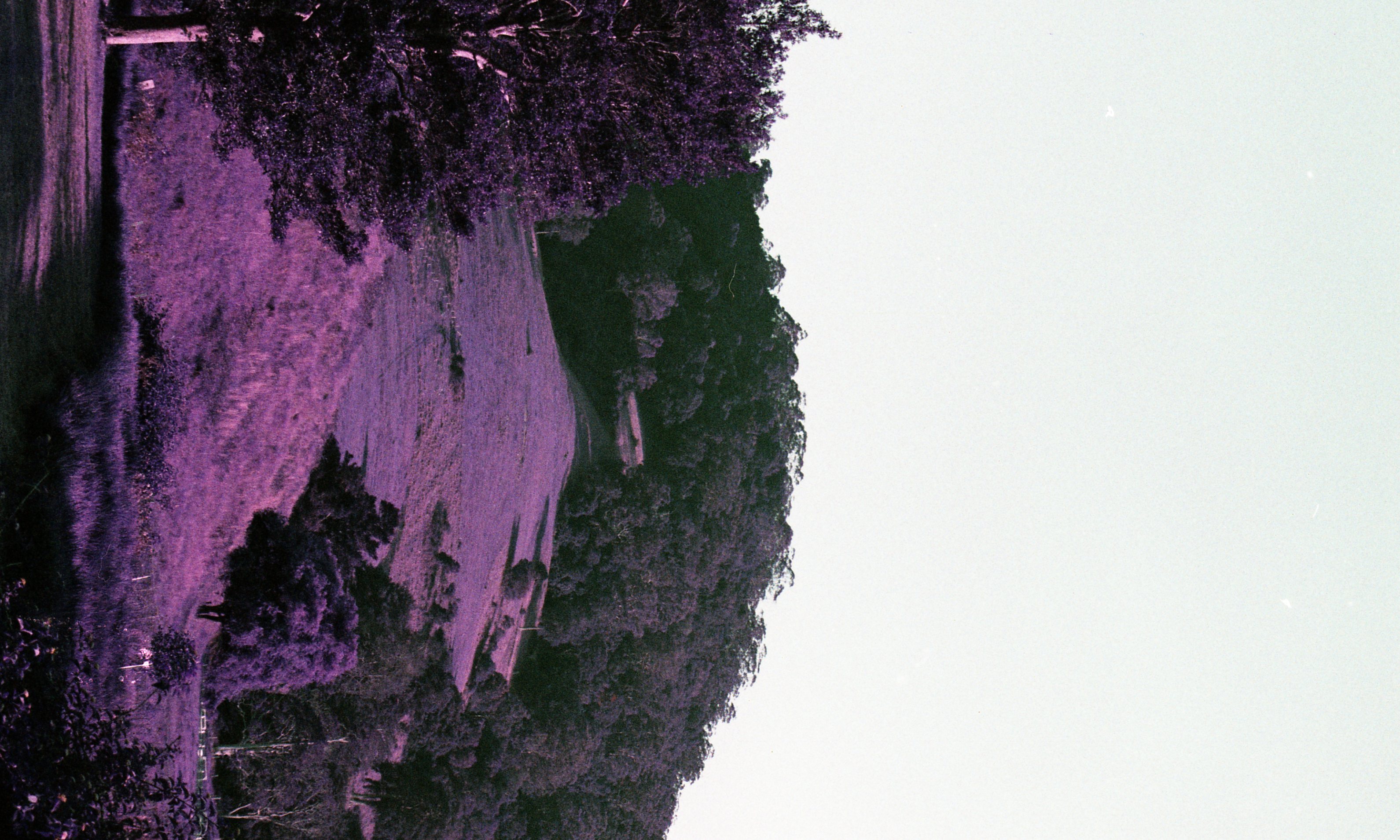 purplehill