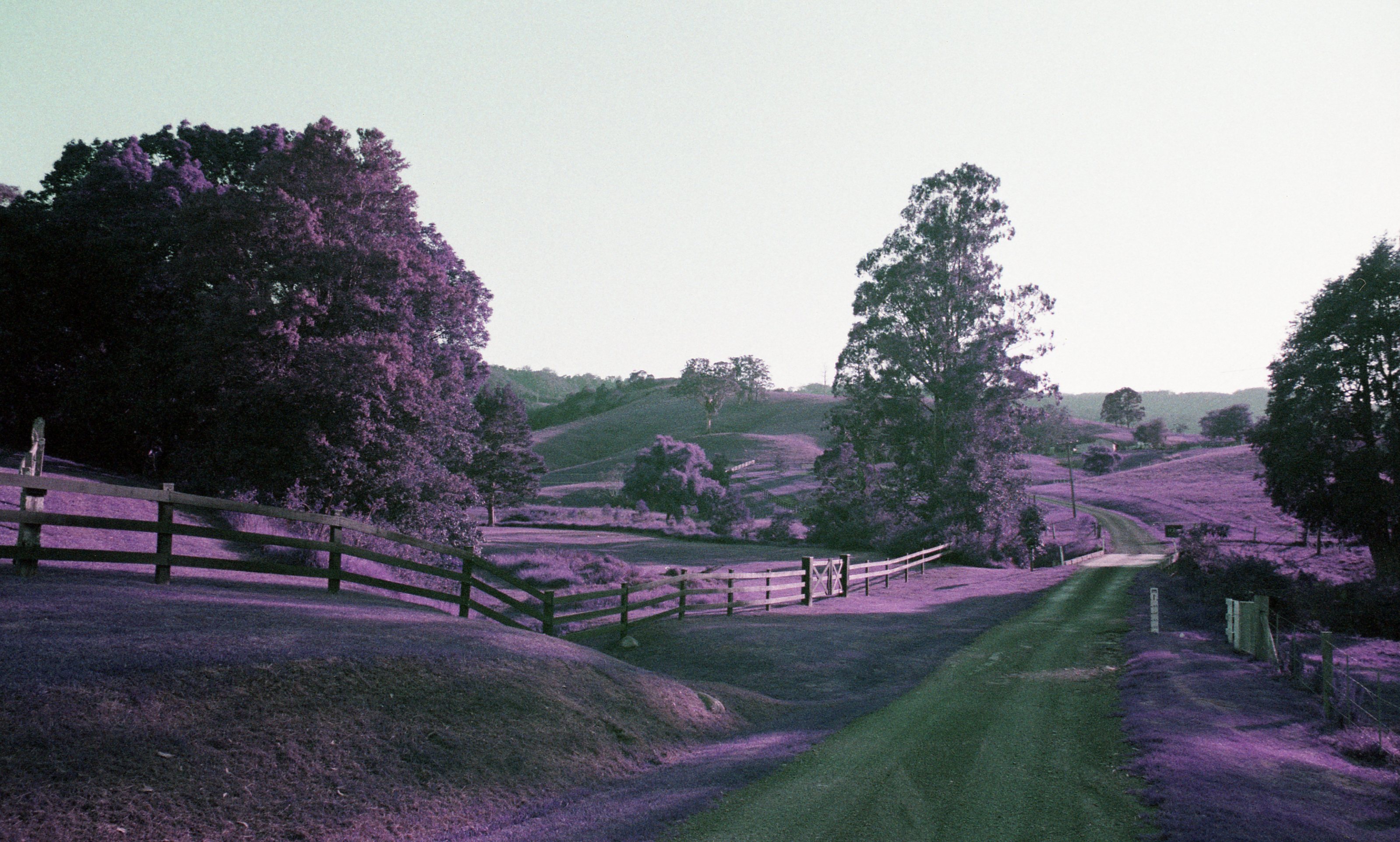 purpleroad