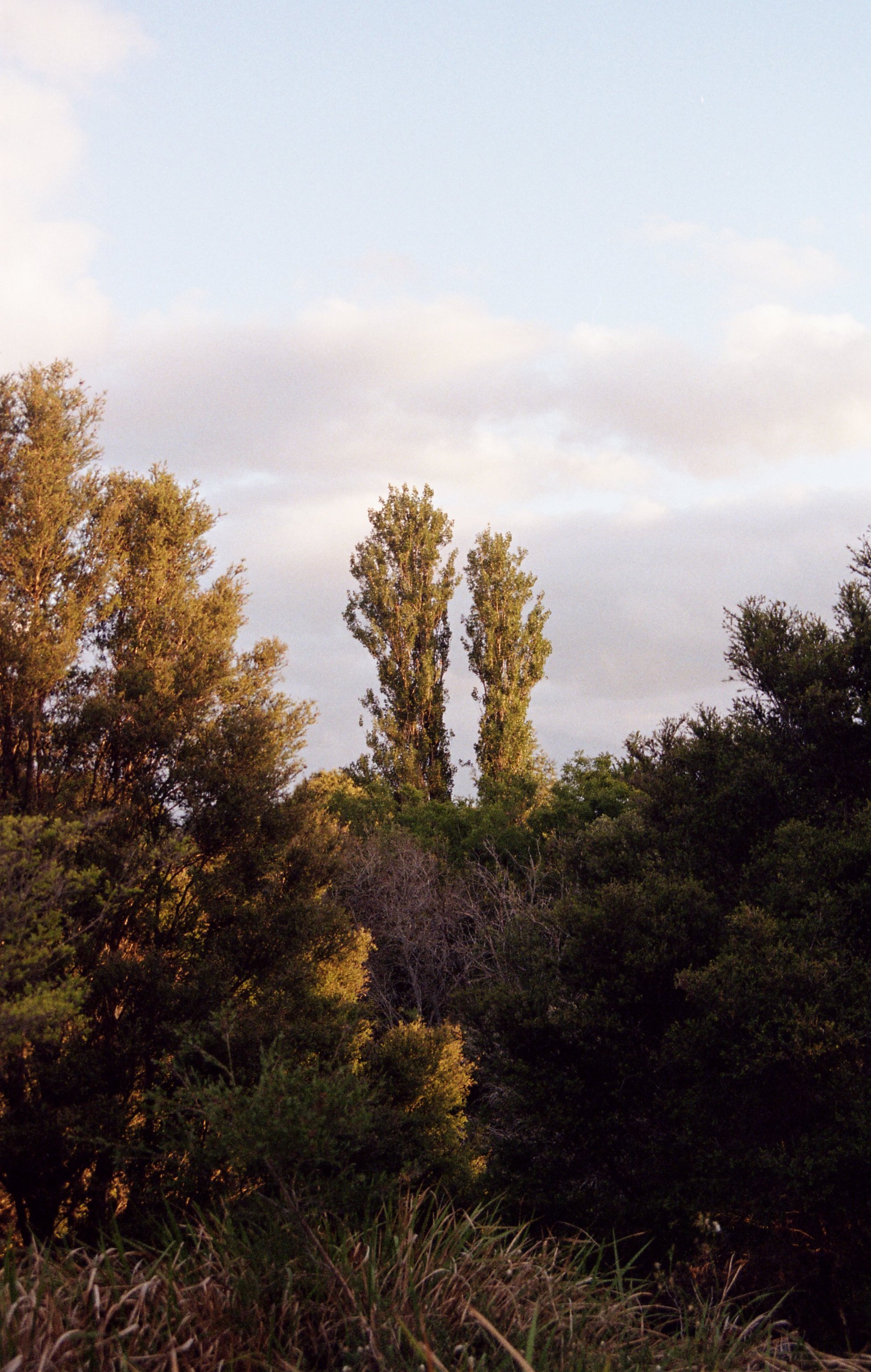 twintrees